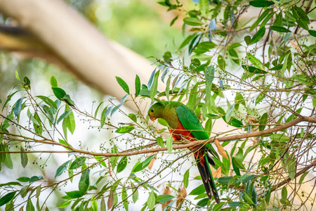 Australian king parrot (Alisterus scapularis) a medium-sized parrot bird with green plumage, the...