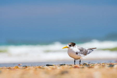 Greater crested tern (Thalasseus bergii) medium sized bird, animal sitting on the sandy beach by the...