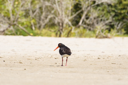 Eurasian oystercatcher (Haematopus ostralegus) a medium-sized bird with dark plumage with a red beak, the animal walks on the sandy beach and looks for food.の写真素材