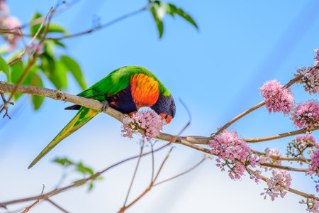Rainbow lorikeet (Trichoglossus moluccanus) parrot, colorful small bird, animal sits high on a tree...