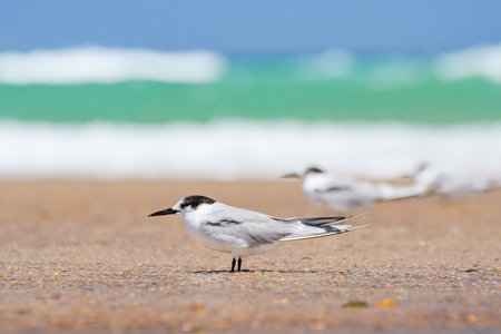 Greater crested tern (Thalasseus bergii) medium-sized bird, animals sit on the sandy beach on the seashore.の写真素材