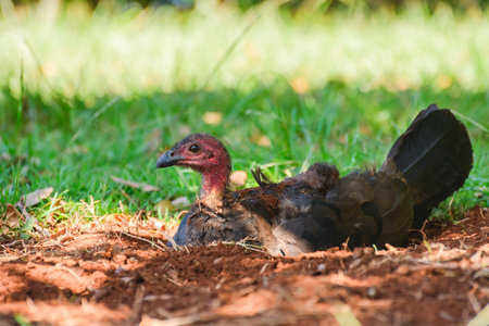 Australian brushturkey (Alectura lathami) a large bird with brown plumage and a red head, the animal...