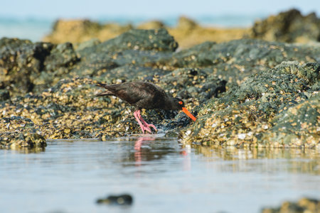 Black oystercatcher (Haematopus bachmani), a medium-sized bird with dark plumage and a red beak, the animal walks on rocks covered with shells on the seashore and looks for food.の写真素材