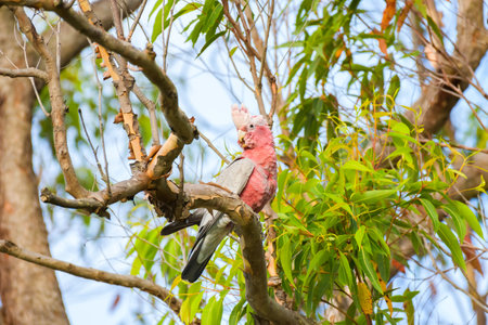 Galah (Eolophus roseicapilla) parrot, medium-sized bird with pinkish-gray plumage, the animal sits...