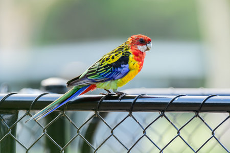 Eastern rosella (Platycercus eximius) parrot colorful small bird, animal sitting on a fence in a city park.の写真素材
