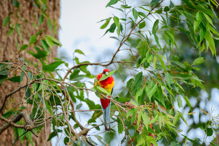 Eastern rosella (Platycercus eximius) parrot colorful small bird, animal sits with a leaf in its beak on a tree branch in a city park.の写真素材