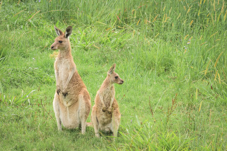 Eastern gray kangaroo (Macropus giganteus) Australian animals graze on green grass in natural habitat.の写真素材