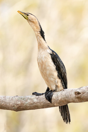 Australasian darter(Anhinga novaehollandiae) a large water bird with dark plumage and a long neck,...