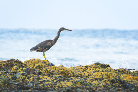 Pacific reef heron (Egretta sacra) large water bird with dark plumage, dark morph, the animal stands on a rock on the seashore, view from the Australian coast.の写真素材