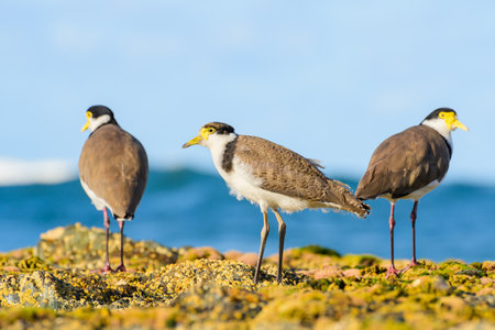 Masked lapwing (Vanellus miles) medium size bird, animals stand on a rock on the seashore, summer...