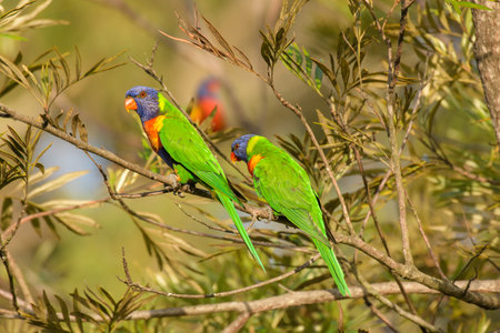 Rainbow lorikeet (Trichoglossus moluccanus) parrot, colorful small bird, pair of birds sitting on a...