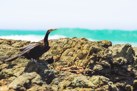 Australasian darter(Anhinga novaehollandiae) a large water bird with dark plumage and a long neck,...