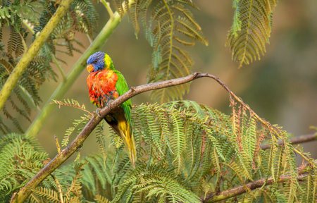 Rainbow lorikeet (Trichoglossus moluccanus) parrot, colorful small bird, animal sitting high on a...
