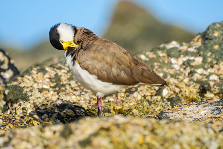 Masked lapwing (Vanellus miles) medium size bird, animal stands between rocks covered with shells on...