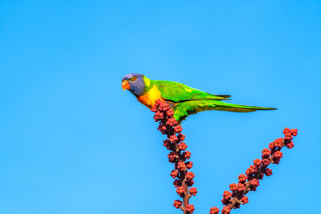 Rainbow lorikeet (Trichoglossus moluccanus) parrot, colorful small bird, animal sits high on a tree...