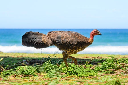 Australian brush turkey (Alectura lathami) a large bird with brown plumage and a red head, the...