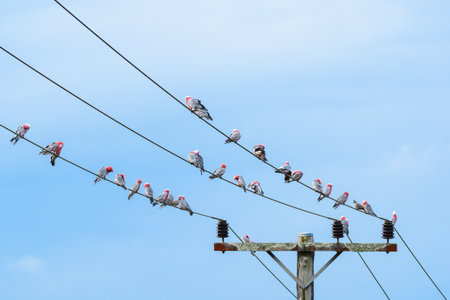 Galah (Eolophus roseicapilla) parrot, medium-sized bird with pinkish-gray plumage, a small flock of...