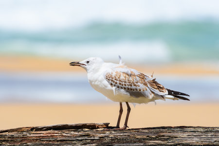 Silver gull (Chroicocephalus novaehollandiae), a medium-sized bird with white and gray plumage, the...
