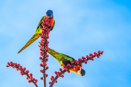 Rainbow lorikeet (Trichoglossus moluccanus) parrot, colorful small bird, animal sits high on a tree branch and eats blooming flowers.の写真素材