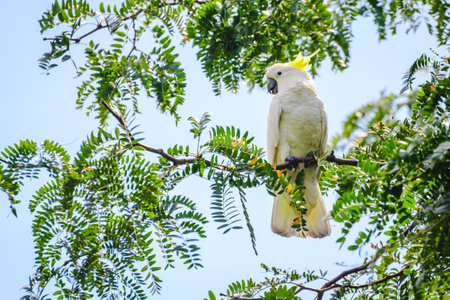 Galah (Eolophus roseicapilla) parrot, a medium-sized bird with white plumage and a yellow crest on...