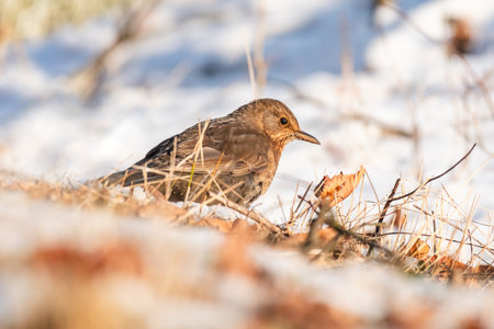 Common blackbird (Turdus merula), a medium-sized bird with brown plumage, walks on the ground and...