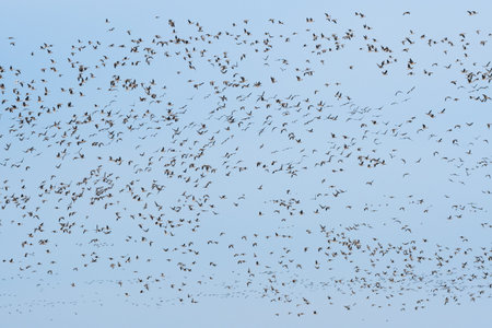 A large flock of geese, the birds fly high above the lake in a large group. A species of large water...