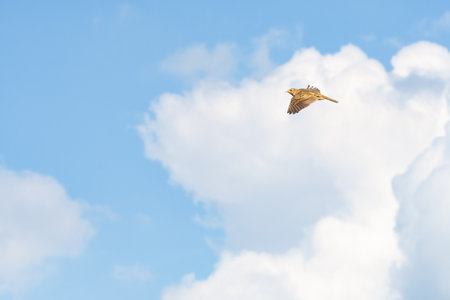 Eurasian skylark (Alauda arvensis) a small bird with brown plumage flies high against the sky, sunny day.の写真素材