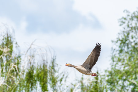 Greylag goose (Anser anser) a large water bird, the animal flies low against the background of trees on a hot summer day.の写真素材