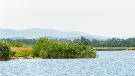 View of the mountains and the shore of the lake with tall reeds, landscape on a sunny summer day.