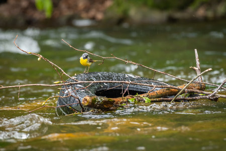 Western yellow wagtail (Motacilla flava) a small bird with colorful plumage sits on an old tire in...
