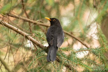Common blackbird (Turdus merula) a species of medium-sized bird with black plumage and a yellow...
