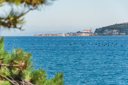 Slovenian coastal landscape with Piran and Portoroz, sea view from path on a sunny day.の写真素材