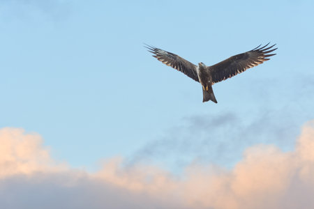 Red kite (Milvus milvus) is a species of large bird of prey with dark plumage, the animal soars with...