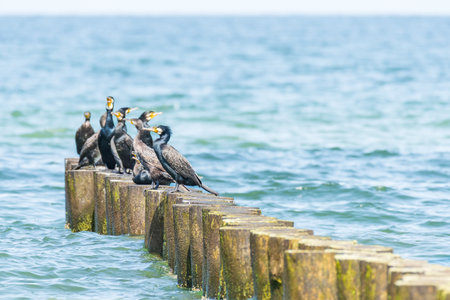 Great cormorant (Phalacrocorax carbo) a species of large water bird with black plumage and a sharp...