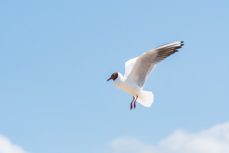 Black-headed gull (Chroicocephalus ridibundus) is a species of medium-sized migratory water bird...