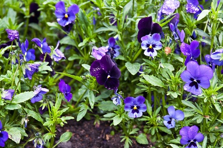 Flower-bed                  