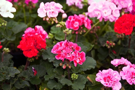 Flower-bed                  