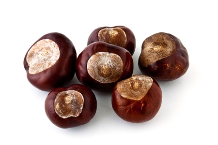 Nuts wild horse chestnuts isolated on white background
