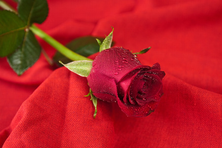 Barbed wire heart-shaped and rose on red backgroundの写真素材