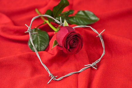 Barbed wire heart-shaped and rose on red backgroundの写真素材