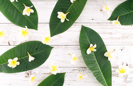Frangipani on Vintage Wooden Background, Plumeriaの写真素材