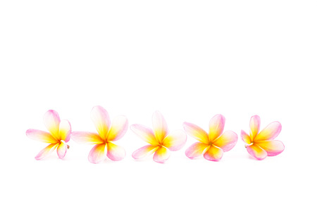 Frangipani Isolated, Plumeria, Spa and Relax Conceptの写真素材