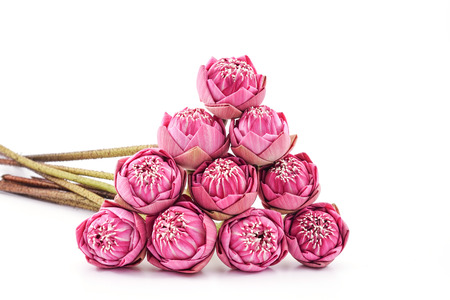 Pink Lotus on White Backgroundの写真素材