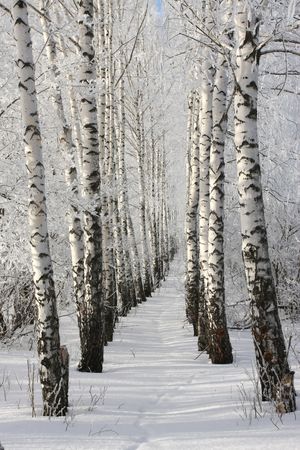 cold winter snow forest tree frozenの写真素材