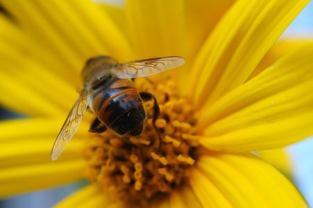 Bee ass in the center of the flower