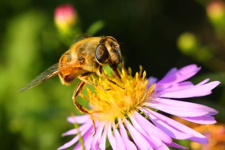 Bee on the top of the porple flower