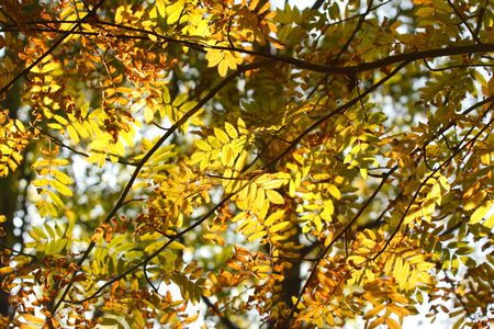 Autumn branch of the rowan. Yellow leaves in the sunlight.