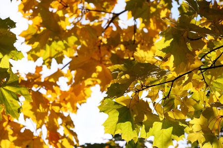 Abstract background. Autumn yellow leaves. Sun weather