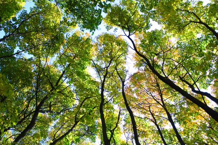 Green trees, blue sky, perspective viev, sun weather.の写真素材