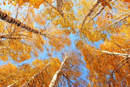 Top of the birches, sun weather and blue skyの写真素材